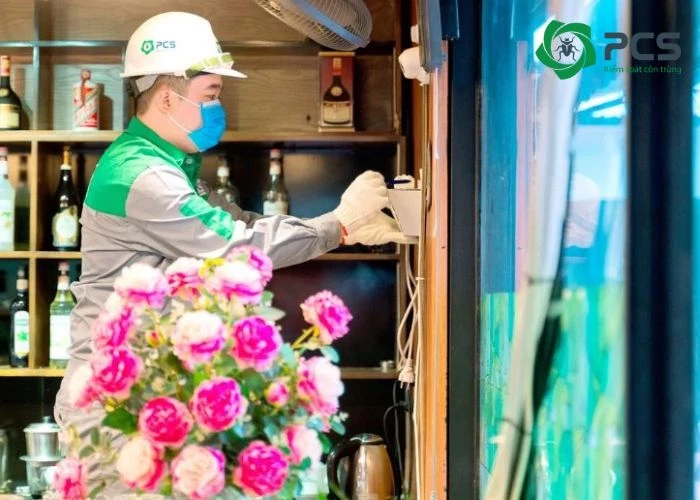 Lợi ích của dịch vụ diệt mọt gỗ tại Đồng Nai của PCS